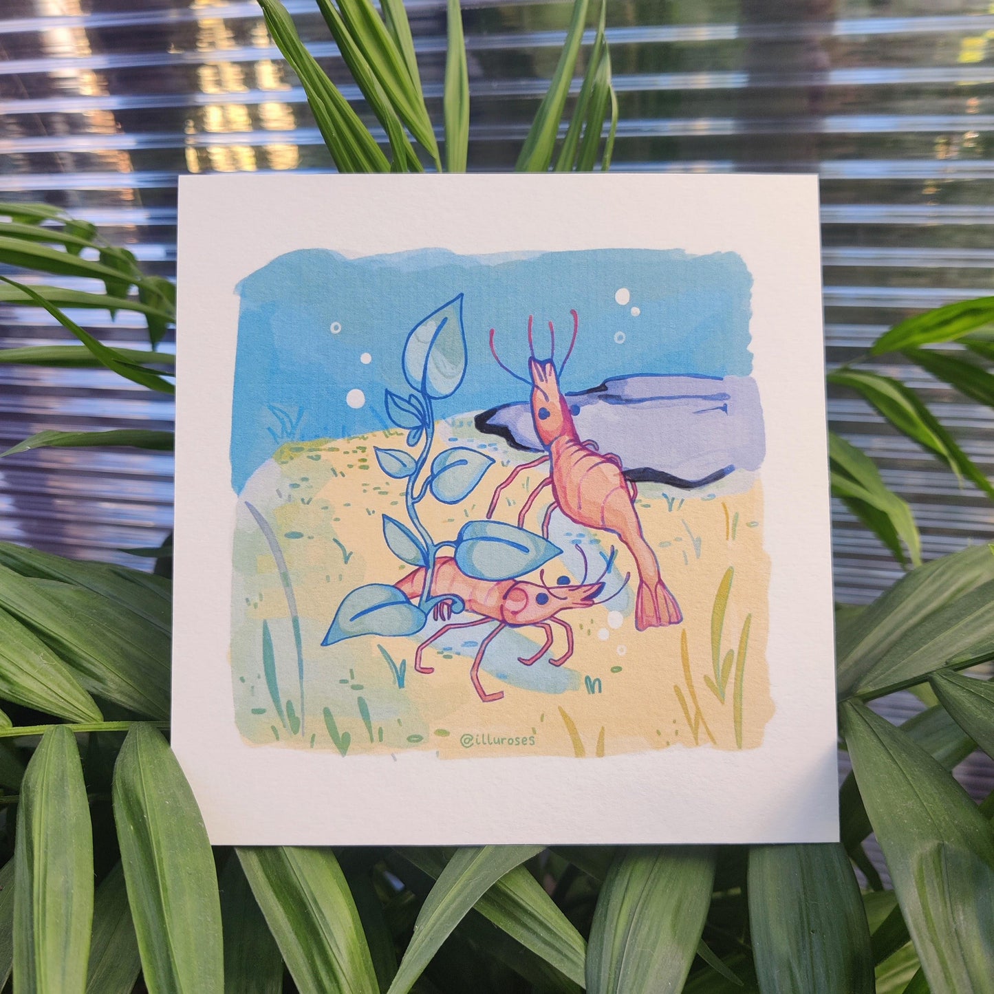 Original Silly Shrimp Art Print | A5 Square Print